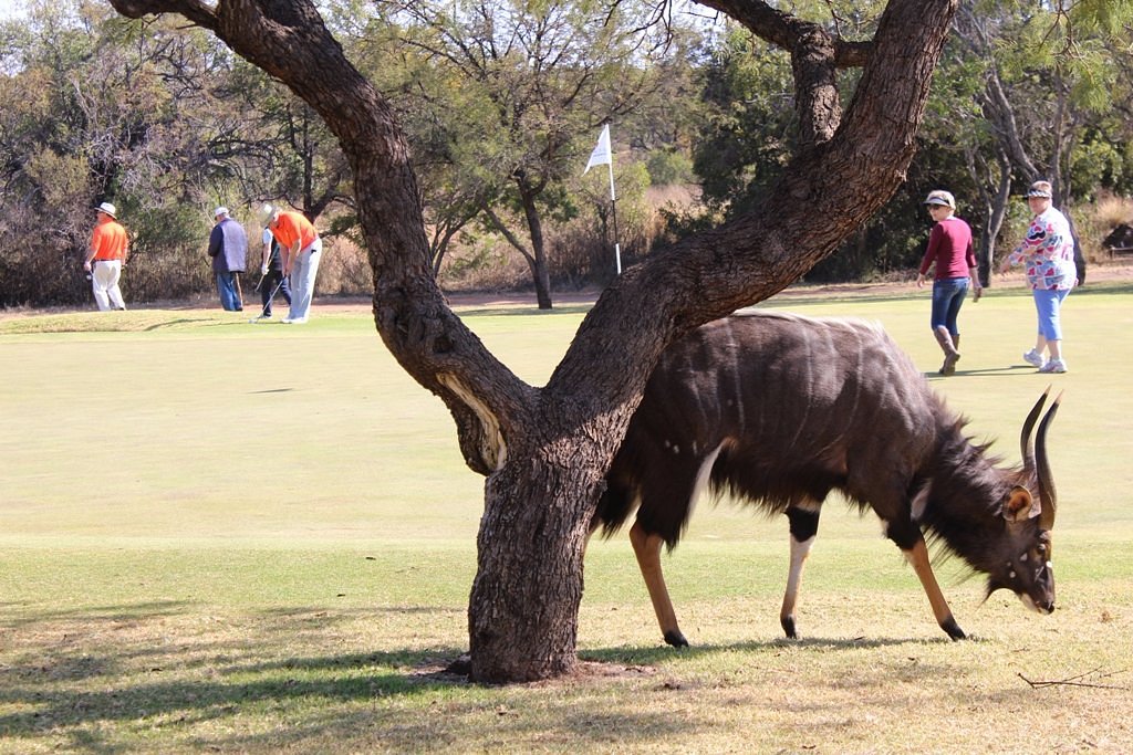 Golf Bugz Golfing in the wild