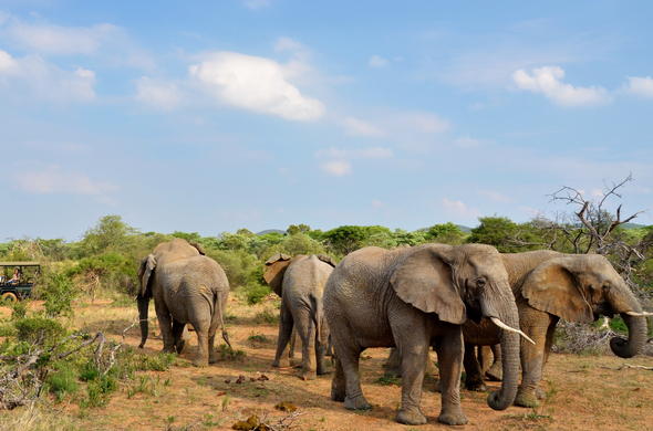 Golf Bugz Zebula Game Drive Elephants